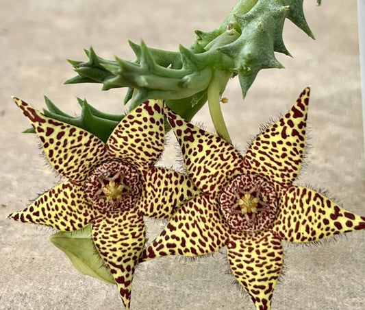 Orbea variegata x Orbea halipedicola seeds