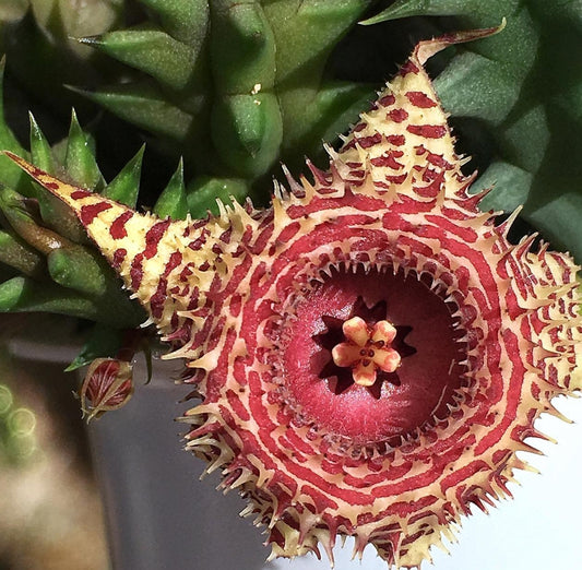 Huernia Sea Anemone hybrid seeds