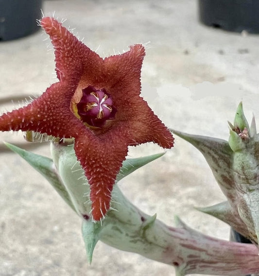 Orbea cv. ' Cupidon ' seeds