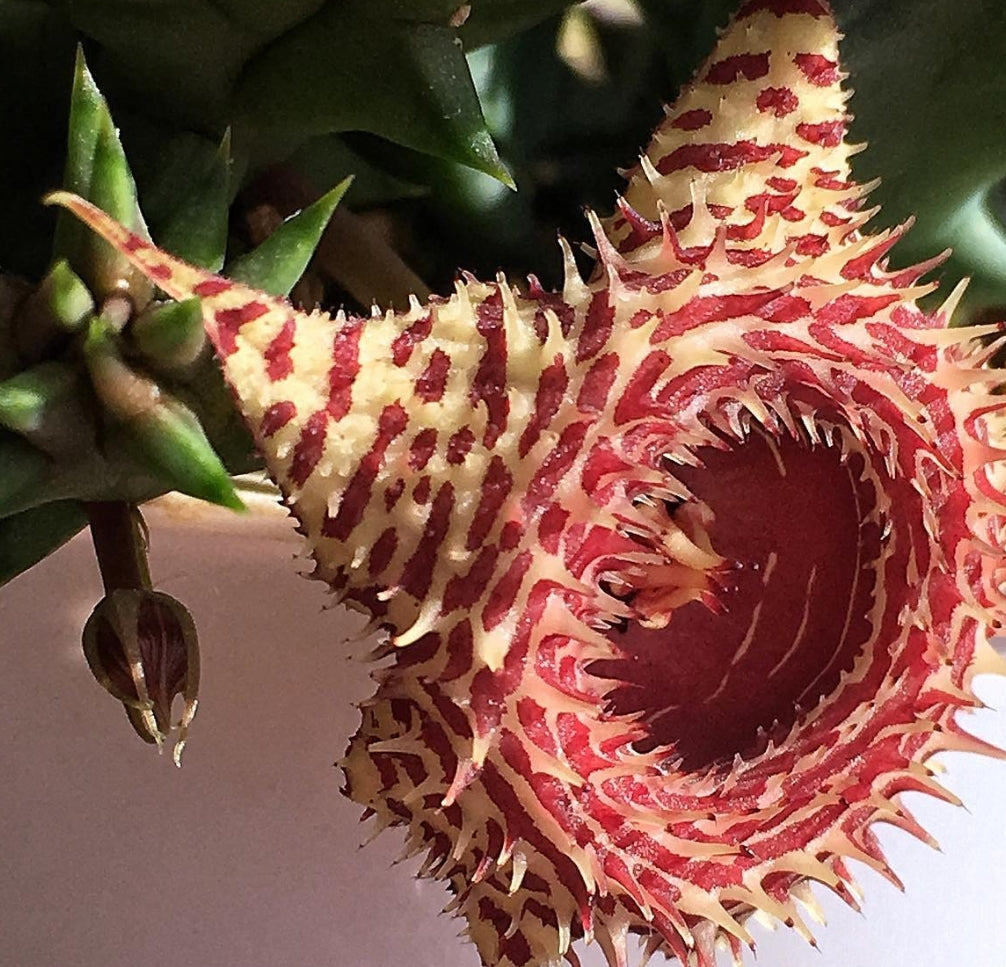 Huernia Sea Anemone hybrid seeds
