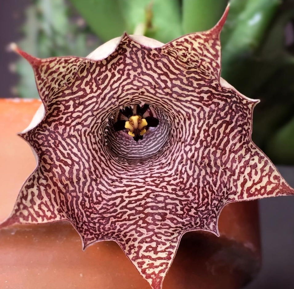 Huernia Candy Maroon hybrid seeds