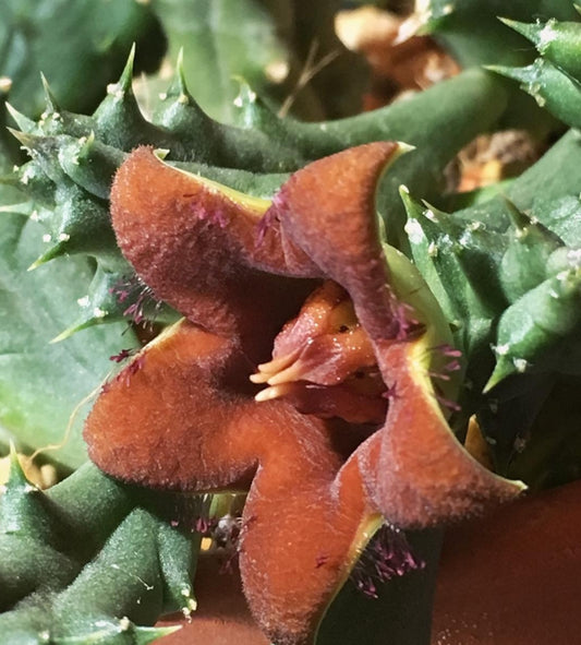 Huernia x Echidnopsis ' Brown ' hybrid seeds