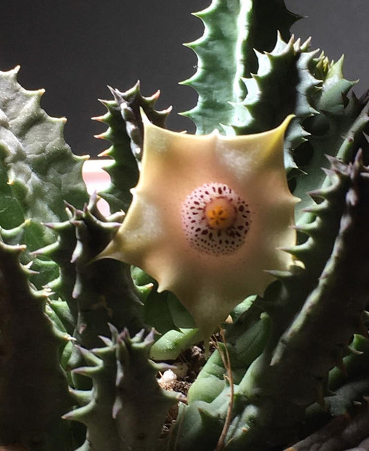 Huernia Blyderiverensis seeds