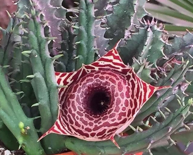 Huernia Guttata seeds