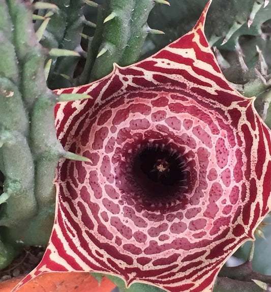 Huernia Guttata seeds