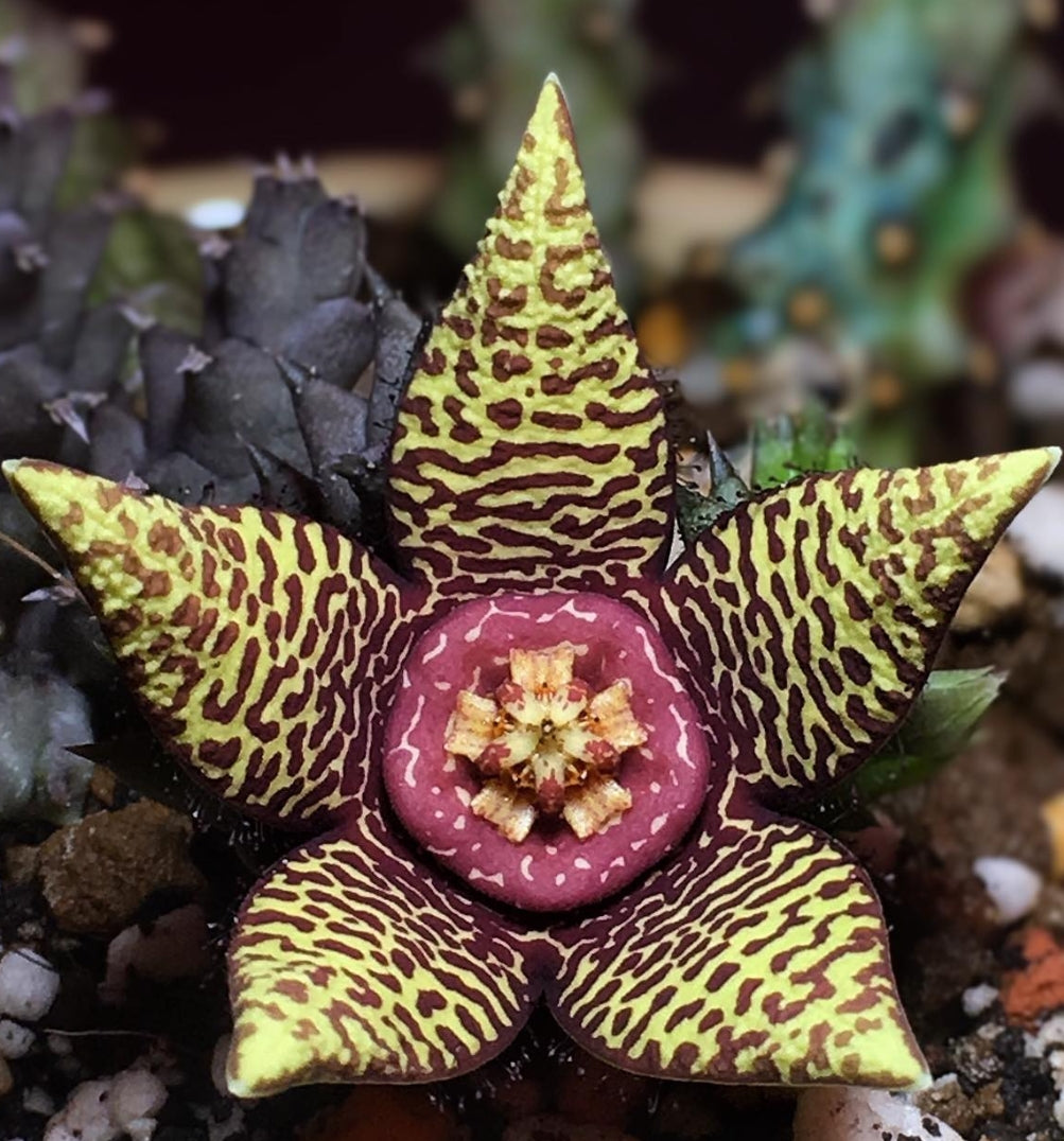 Orbea halipedicola hybrid seeds