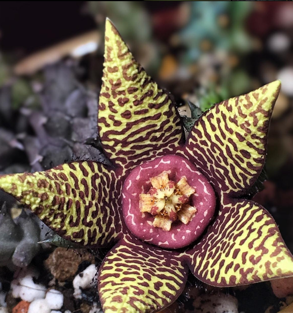Orbea halipedicola hybrid seeds