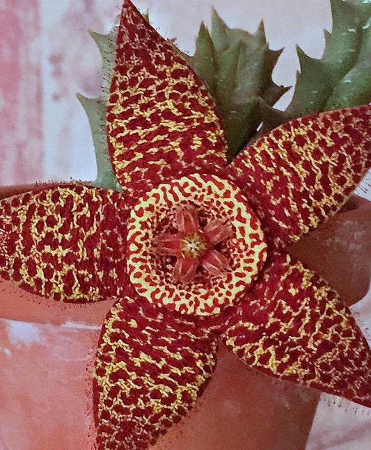 Orbea Variegata Rancho Vista seeds