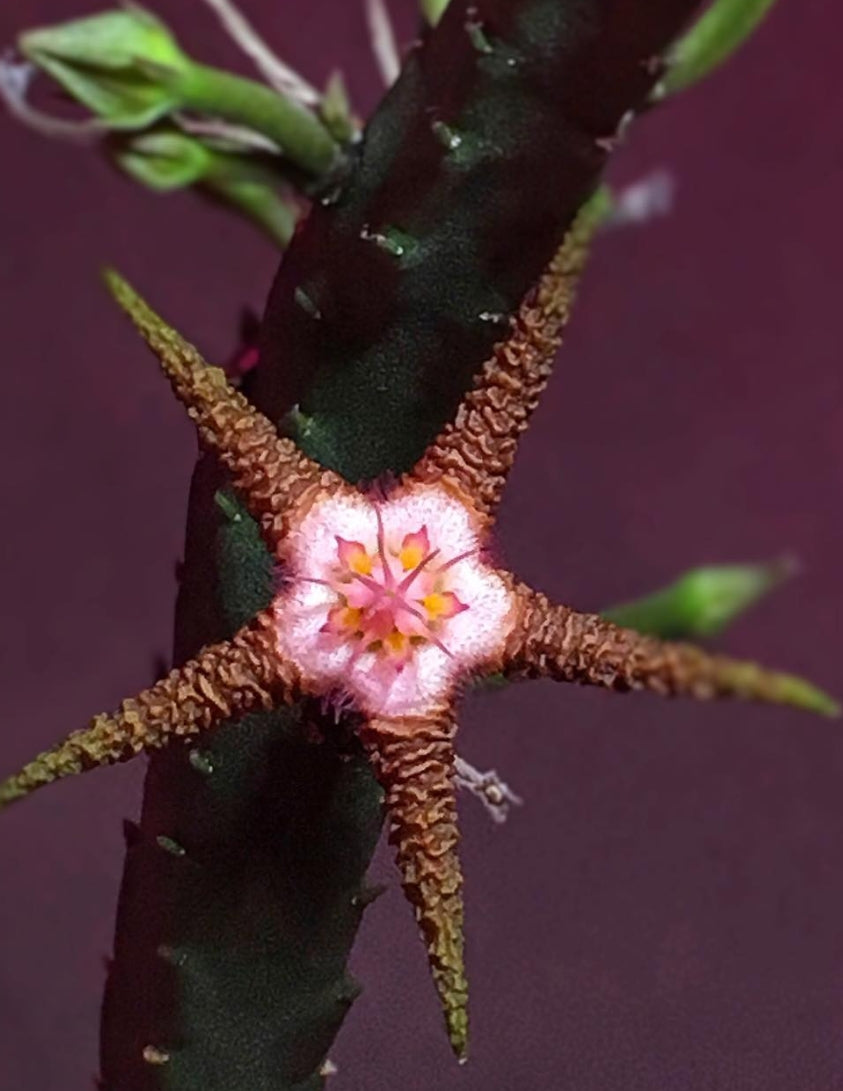 Stapelia flavopurpurea dark seeds