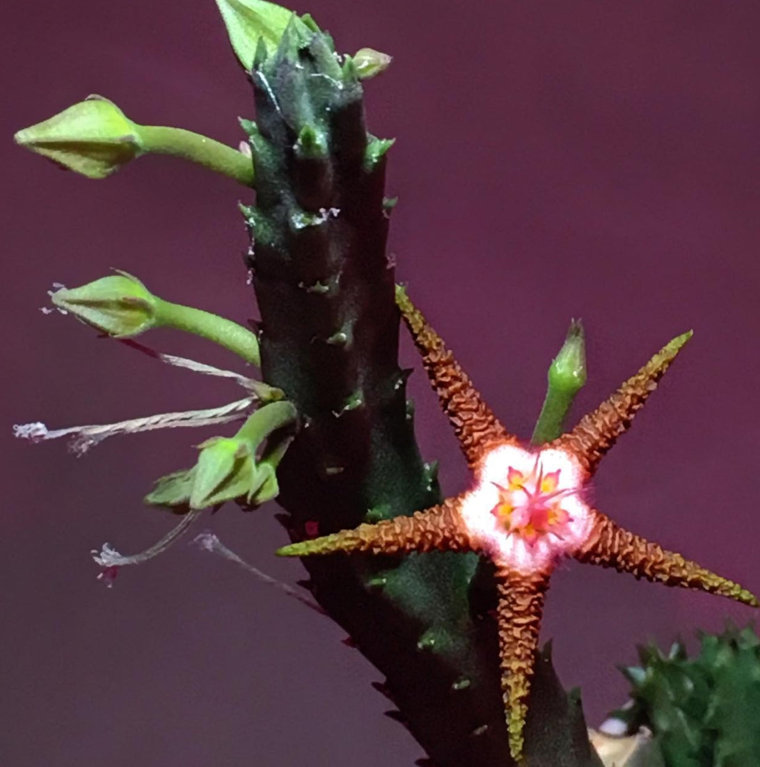 Stapelia flavopurpurea dark seeds
