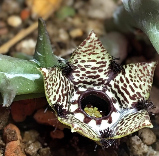 Orbea Paradoxa seeds
