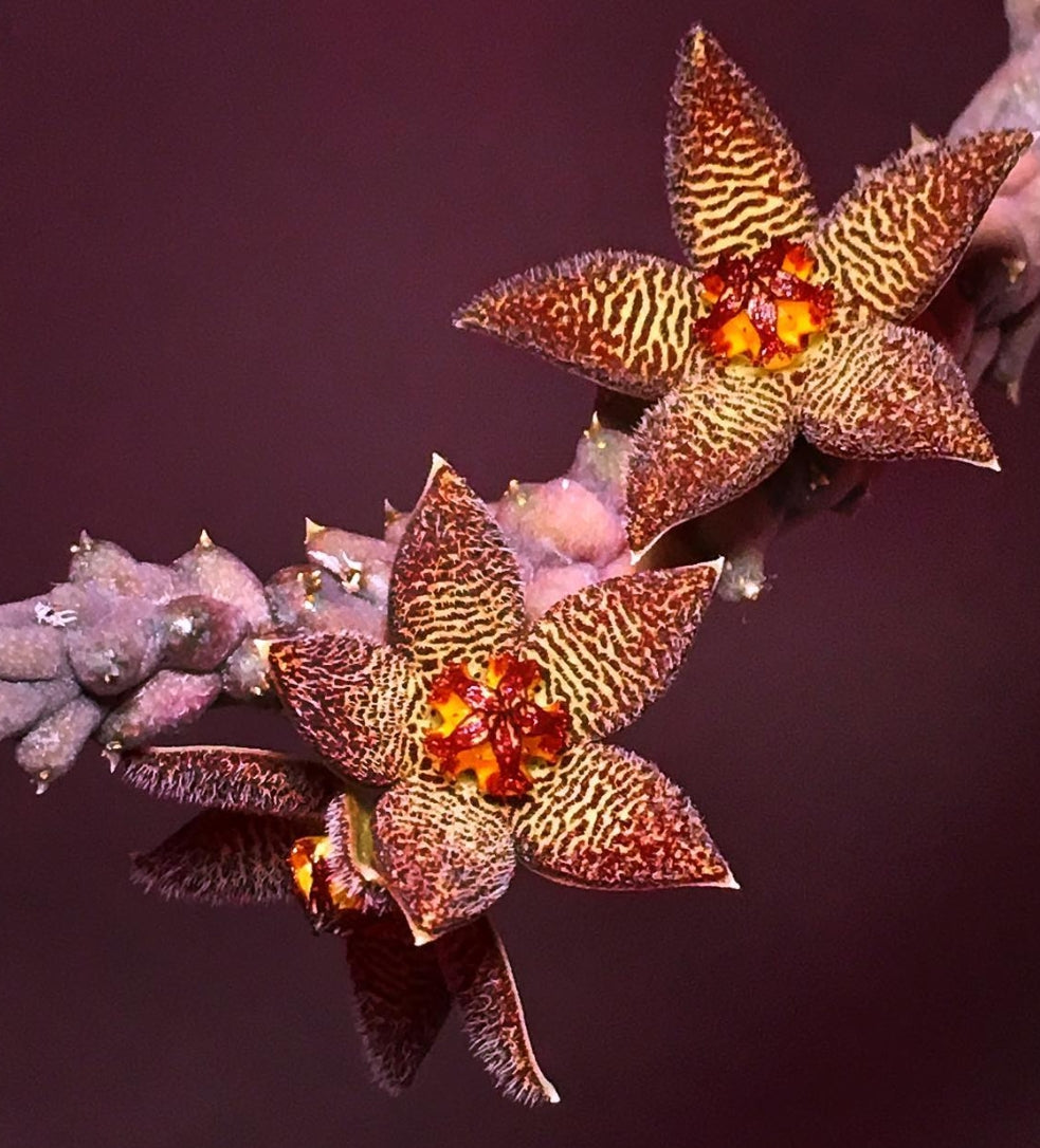 Piaranthus sp. hybrid seeds