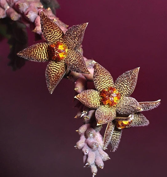 Piaranthus sp. hybrid seeds