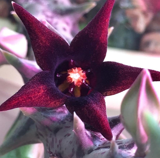 Orbea Semitubiflora seeds