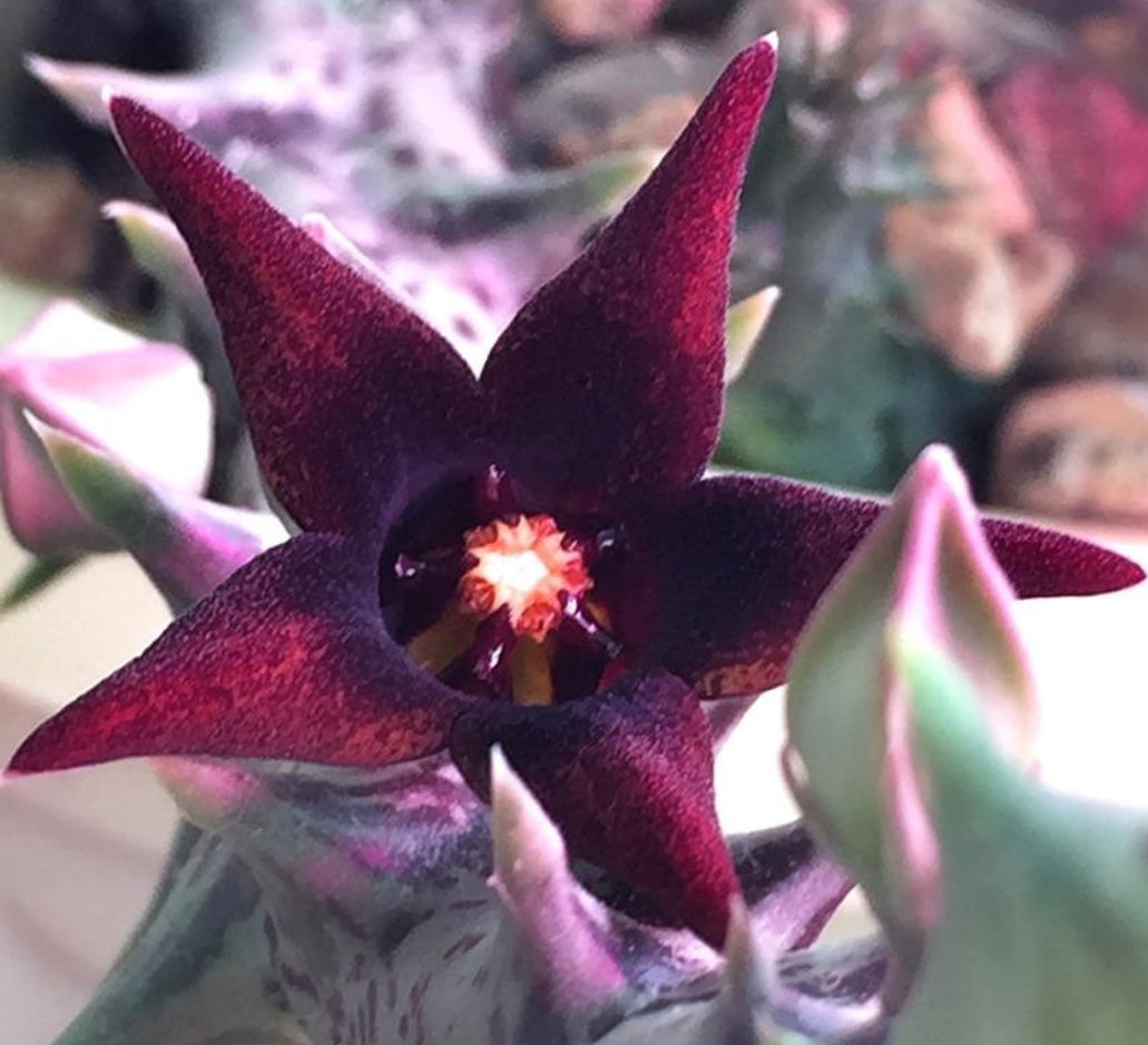 Orbea Semitubiflora seeds
