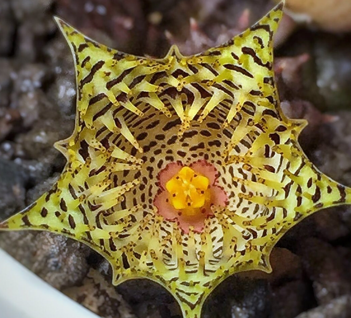 Huernia Kennediana seeds