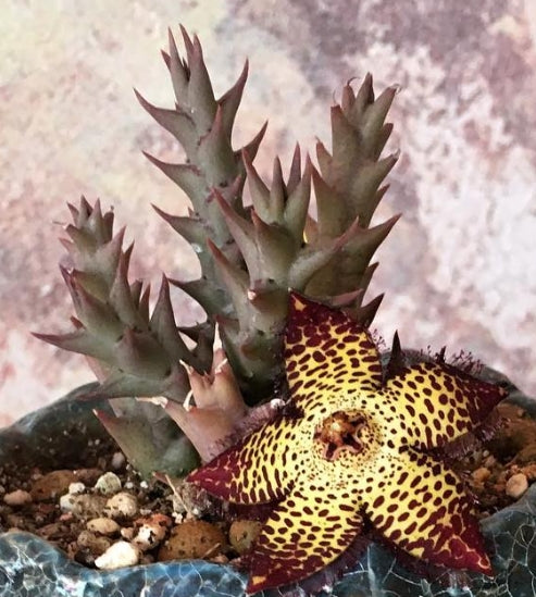 Orbea Speciosa seeds