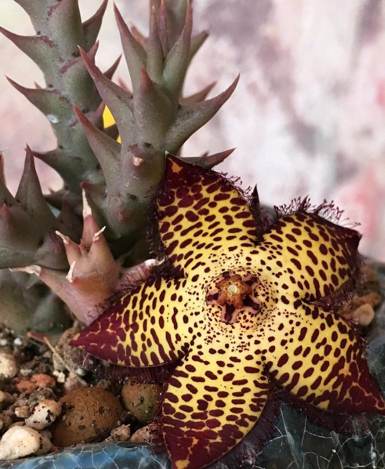 Orbea Speciosa seeds