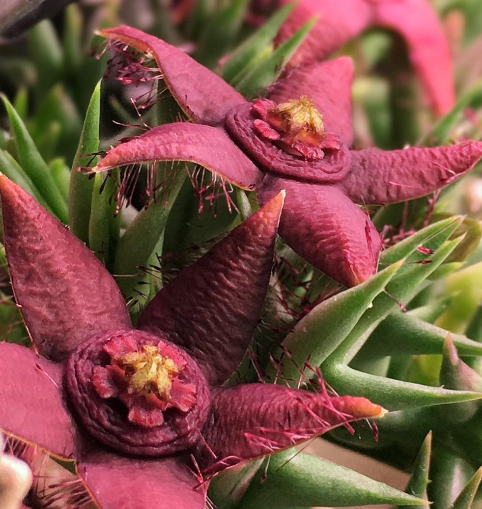 Orbea semota var. orientalis seeds