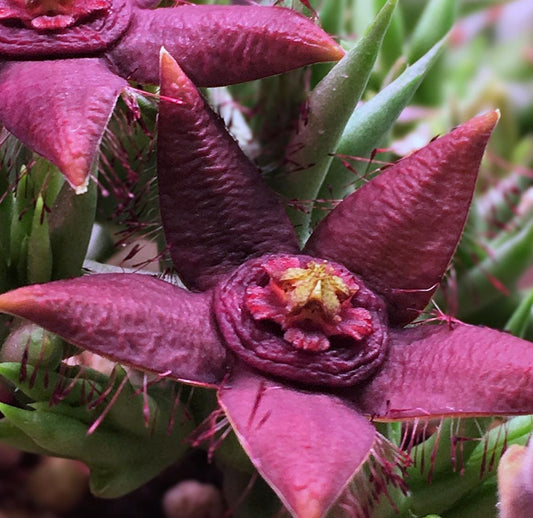 Orbea semota var. orientalis seeds
