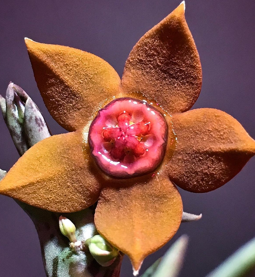 Orbea Laticorona seeds