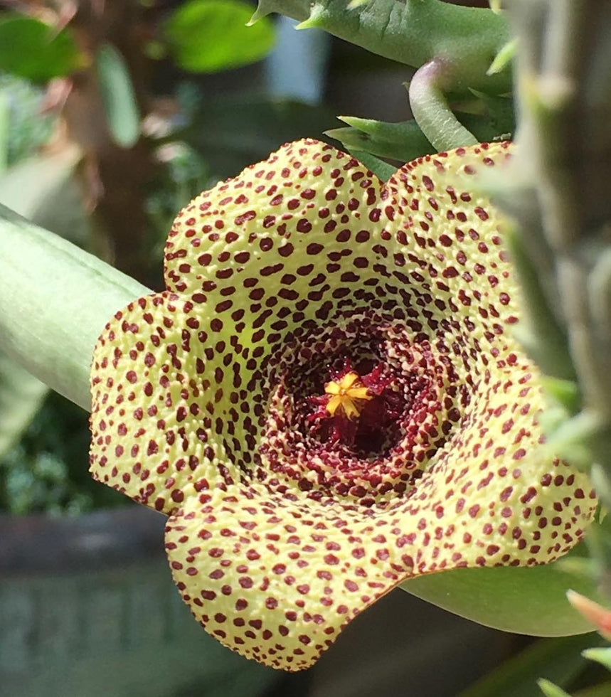 Orbea Verrucosa seeds