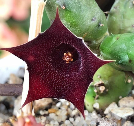 Huernia Arabica seeds
