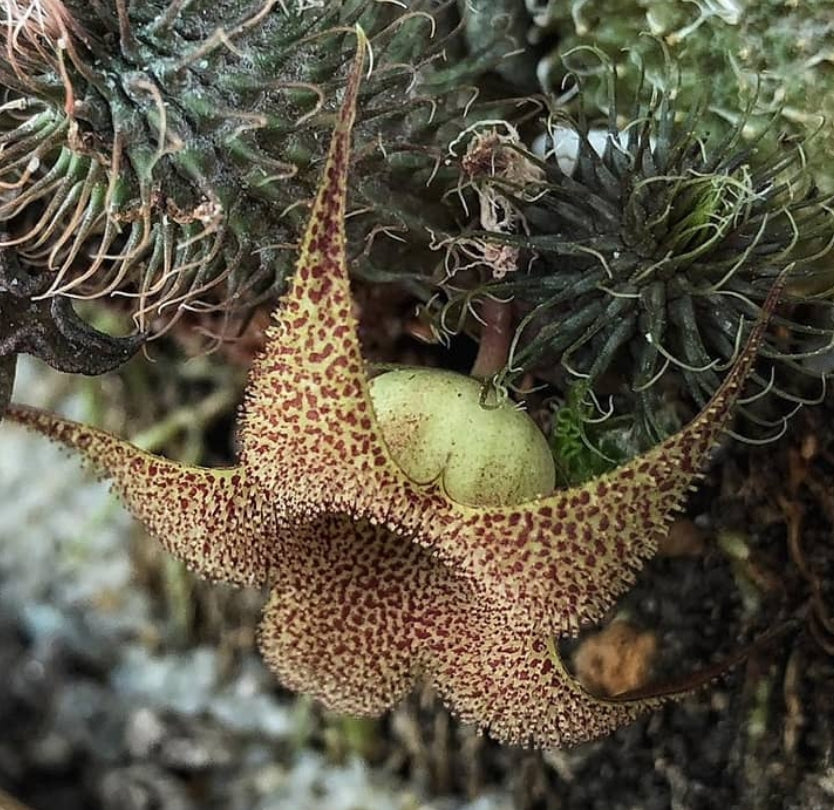 Huernia Pillansii seeds