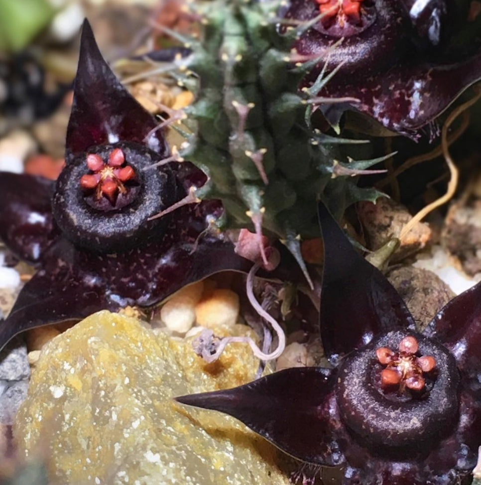 Duvalia Polita seeds