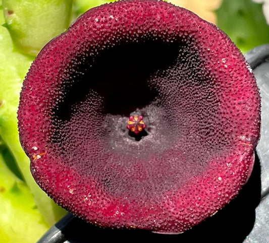 Huernia keniensis var. nairobiensis seeds