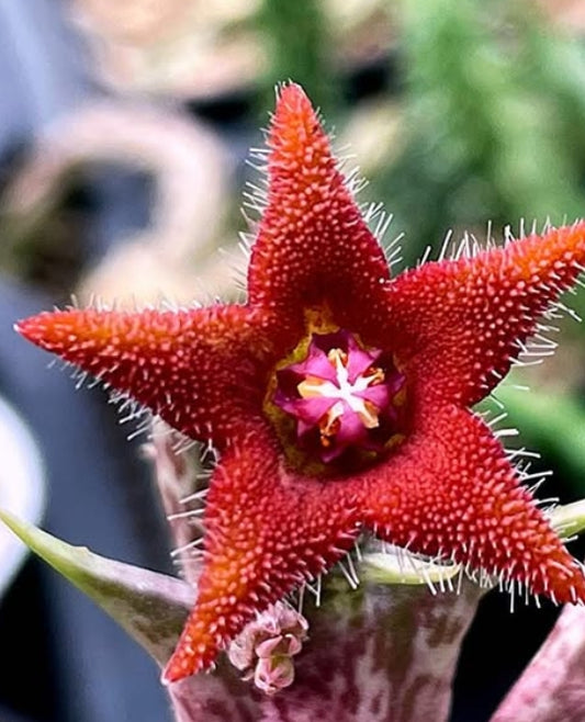 Orbea Alice seeds