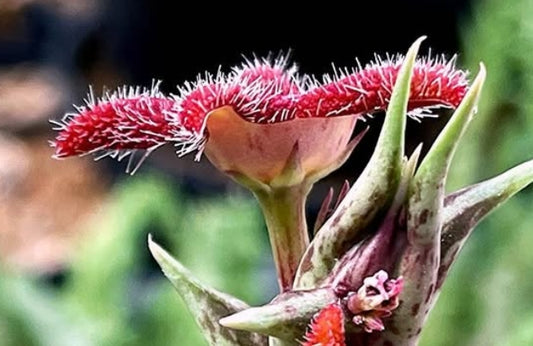 Orbea Alice seeds