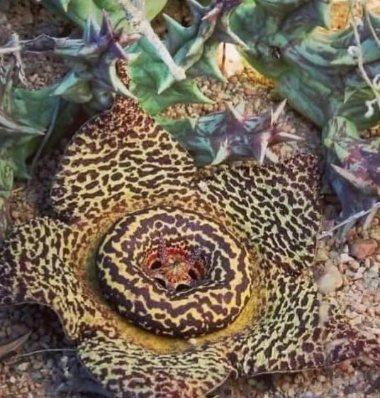 Orbea Namaquensis seeds
