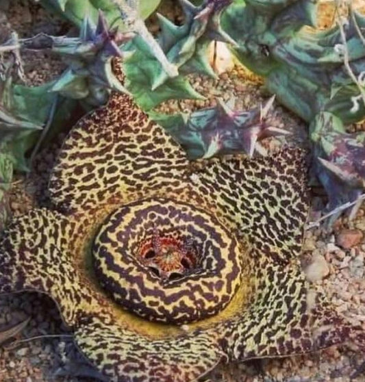 Orbea Namaquensis seeds