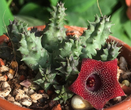 Huernia Piersii Carnarvon seeds