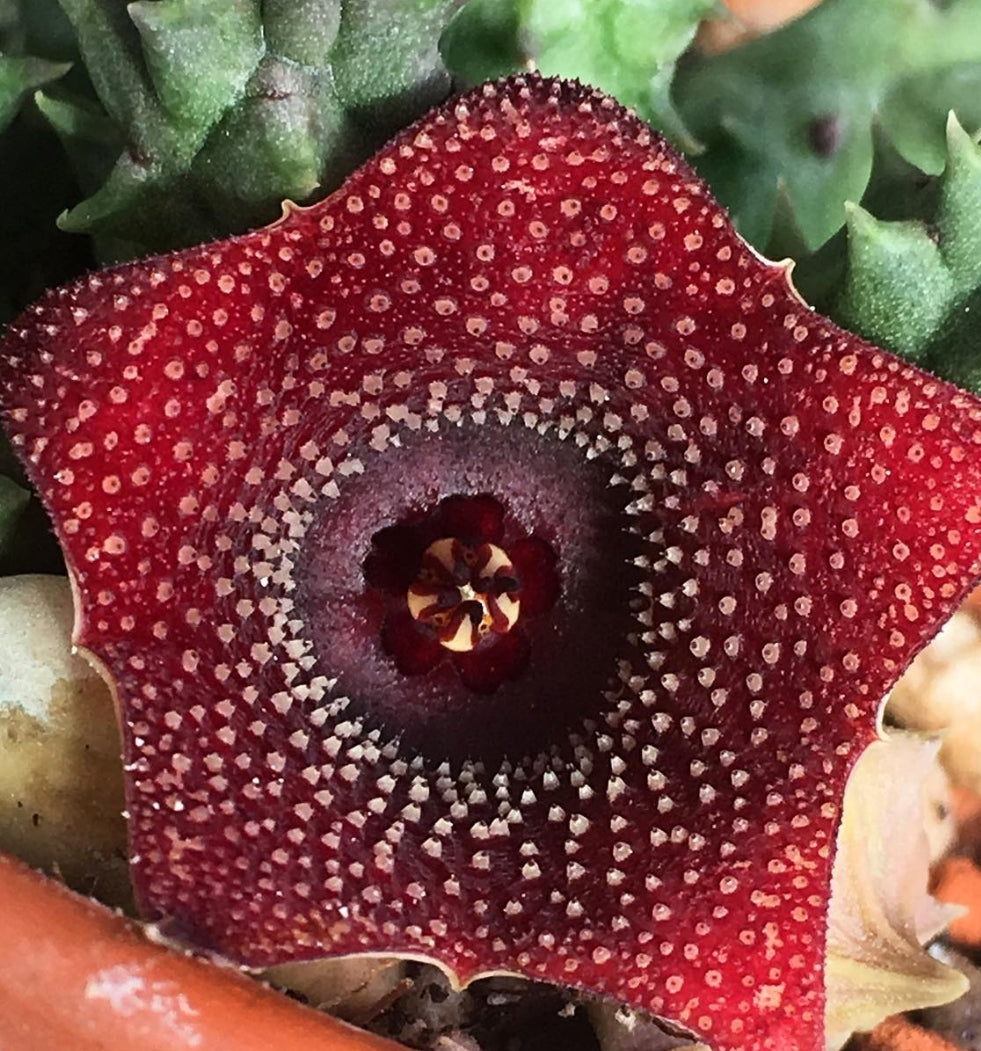 Huernia Piersii Carnarvon seeds