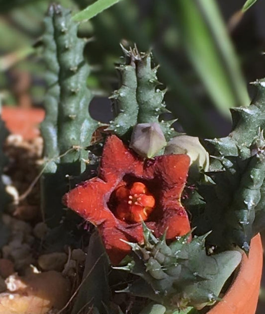 Huerniopsis Decipiens seeds