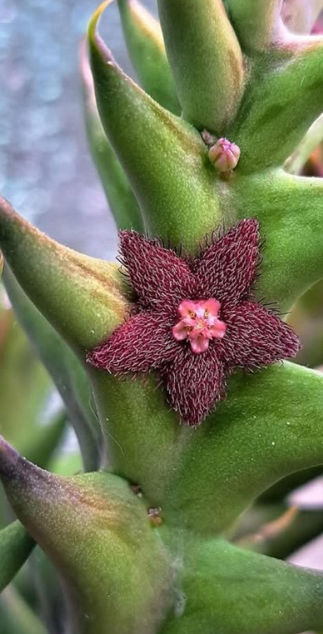 Orbea lenewtonii seeds