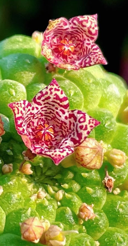 Larryleachia cactiformis seeds