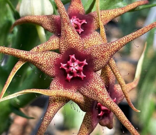 Orbea caudata ssp. rhodesia seeds