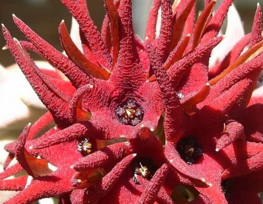 Orbea huillensis ssp. huillensis seeds