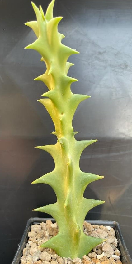 Orbea huillensis ssp. huillensis seeds