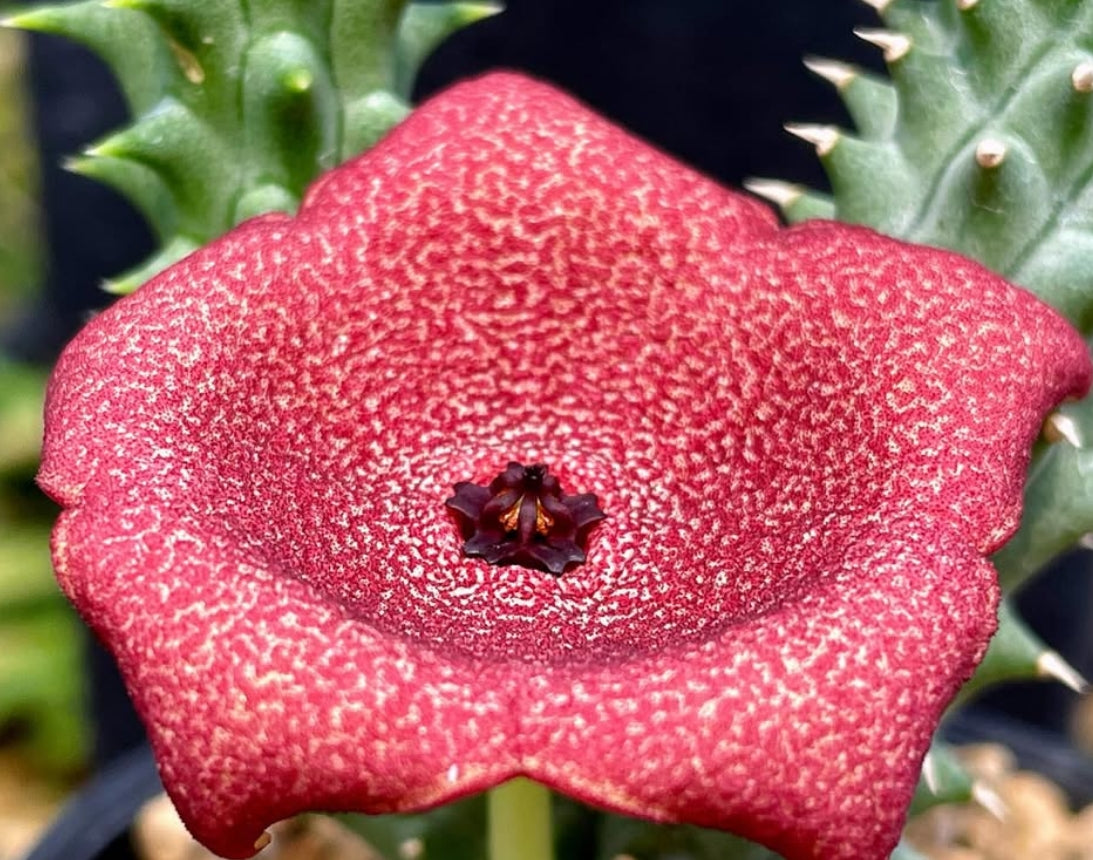 Luckhoffia beukmanii seeds
