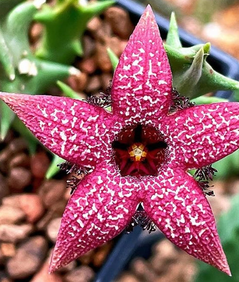 Orbea gratneri ssp. elongata seeds
