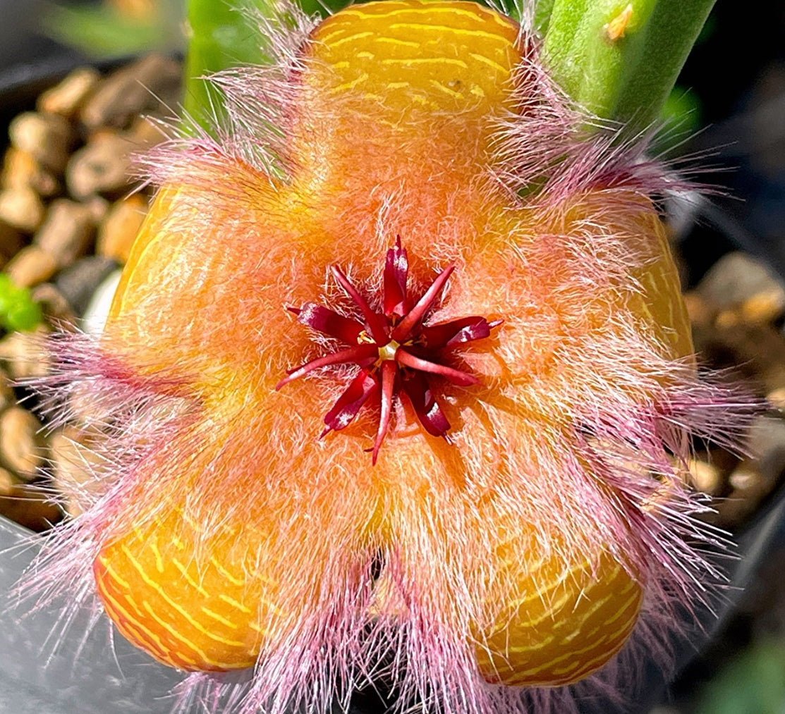 Stapelia hirsuta var. tsomoensis seeds