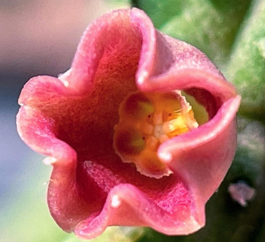 Echidnopsis Archeri Pink seeds