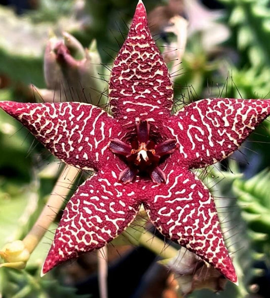 Orbea Starlight seeds
