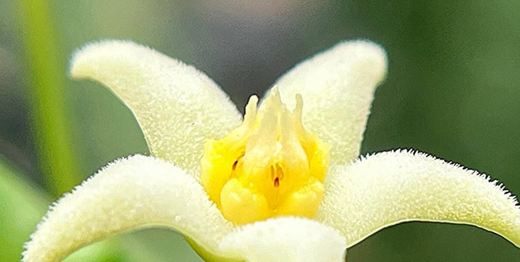 Piaranthus parvulus seeds