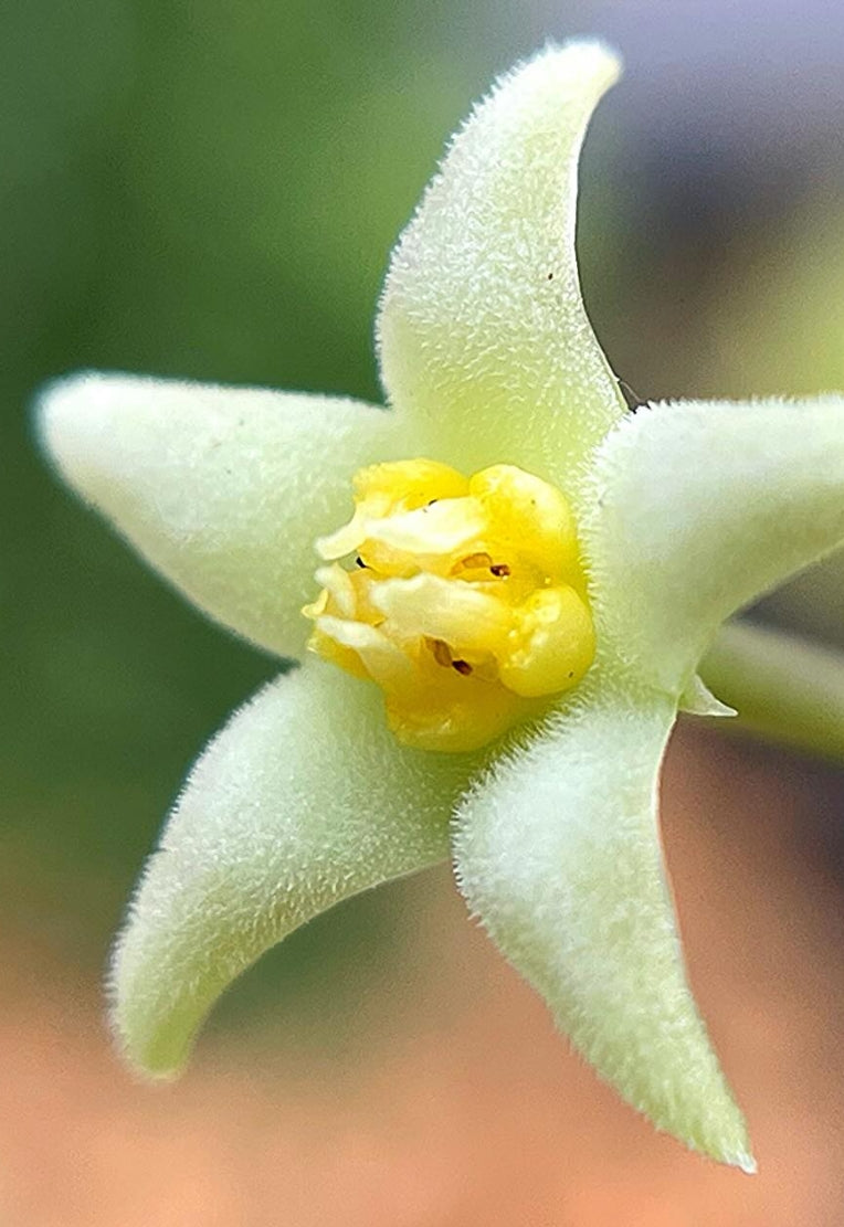 Piaranthus parvulus seeds