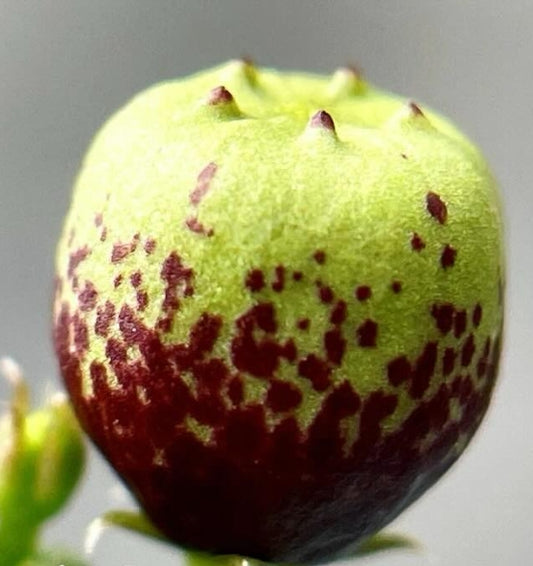 Echidnopsis fartaqensis seeds
